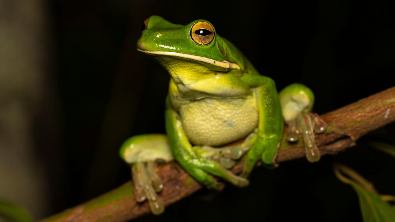 White Lipped Tree Frog